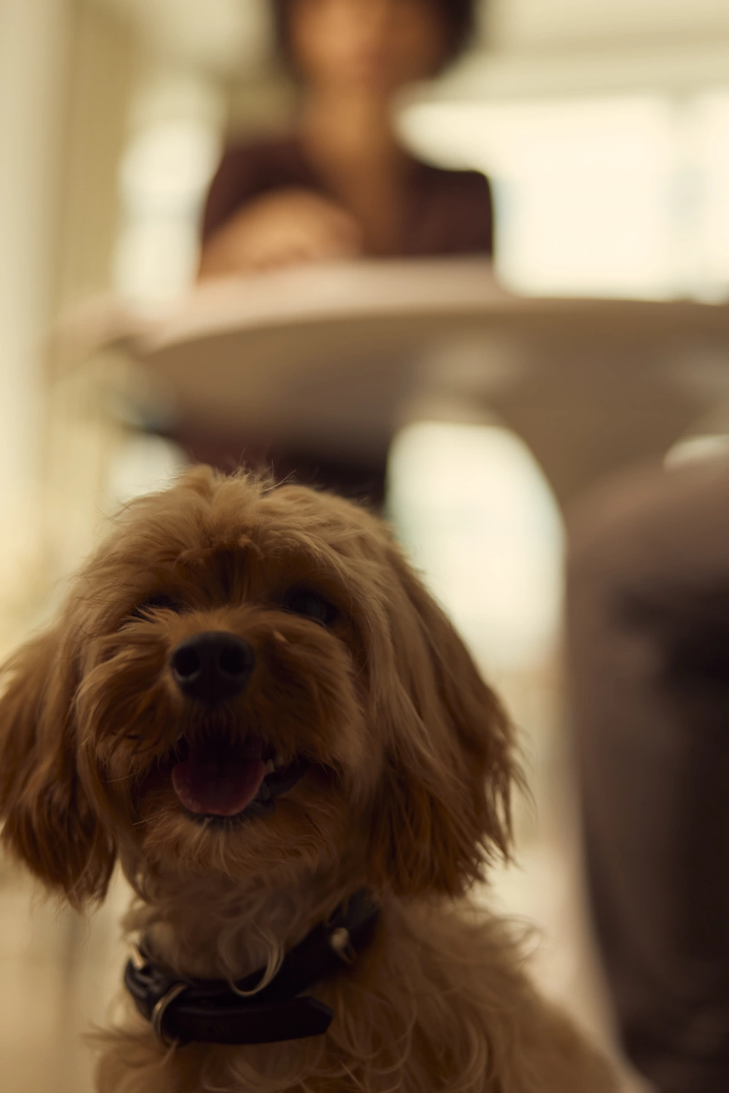 Close up of dog 